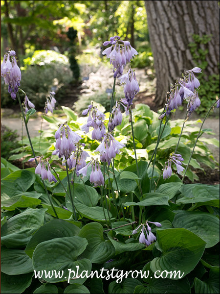 Heartleaf Hosta